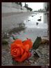 red roze